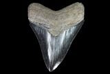 Serrated, Fossil Megalodon Tooth - Georgia #90149-1
